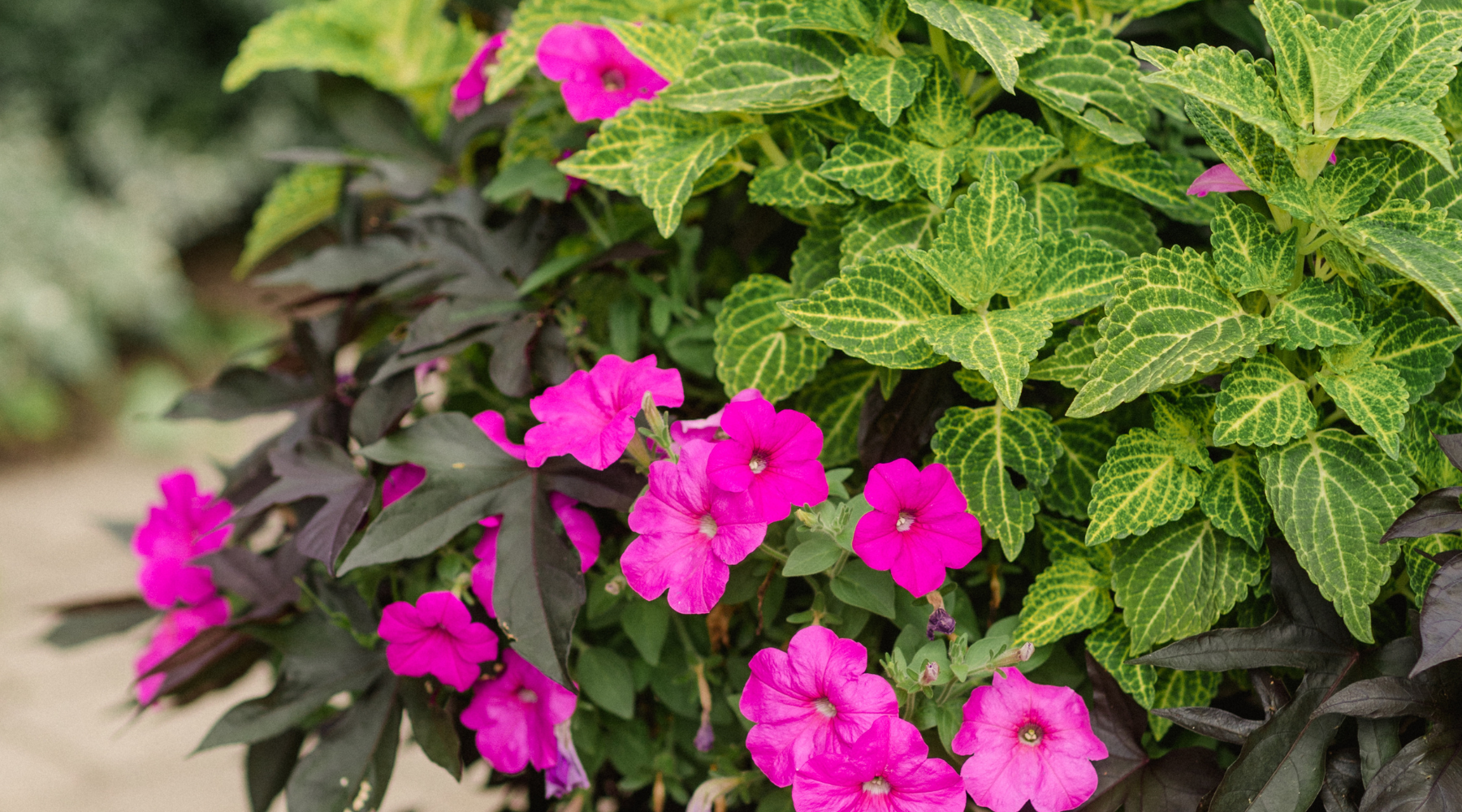 Pink Flowers and Green Leaves